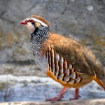 Perdiz roja durante el invierno.