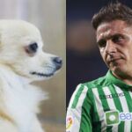 Joaquín se ha mostrado hundido tras perder a su mascota