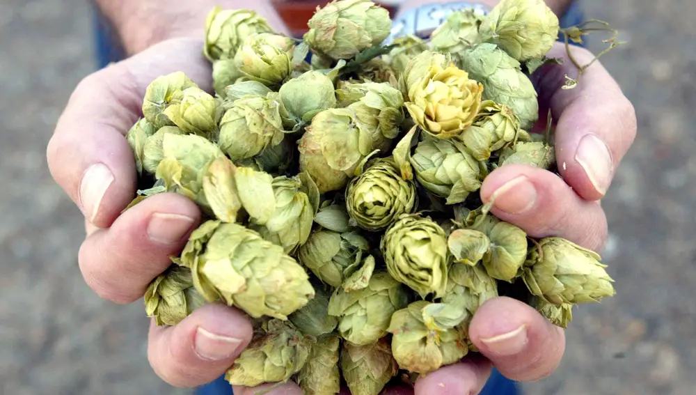Flores de lúpulo