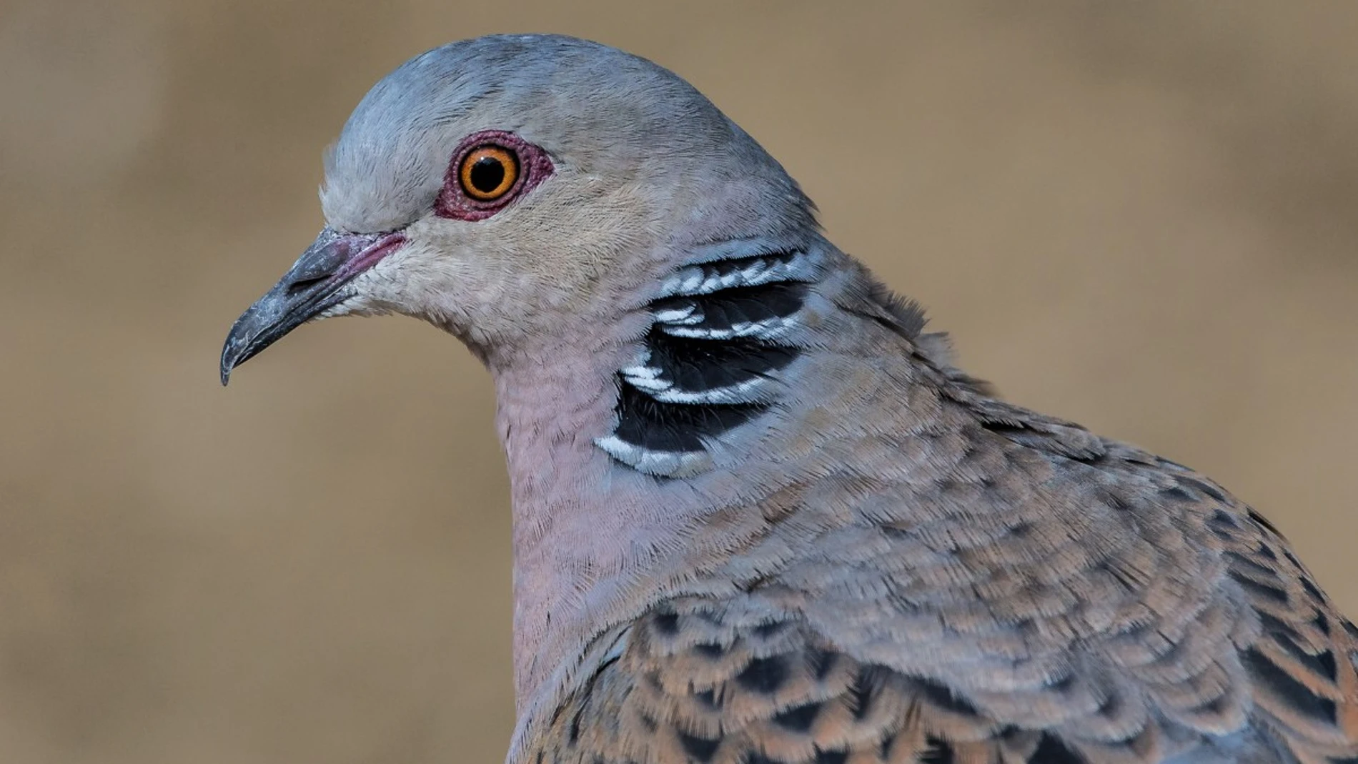 Conocer la situación real de las poblaciones de tórtola es fundamental para su posterior gestión.