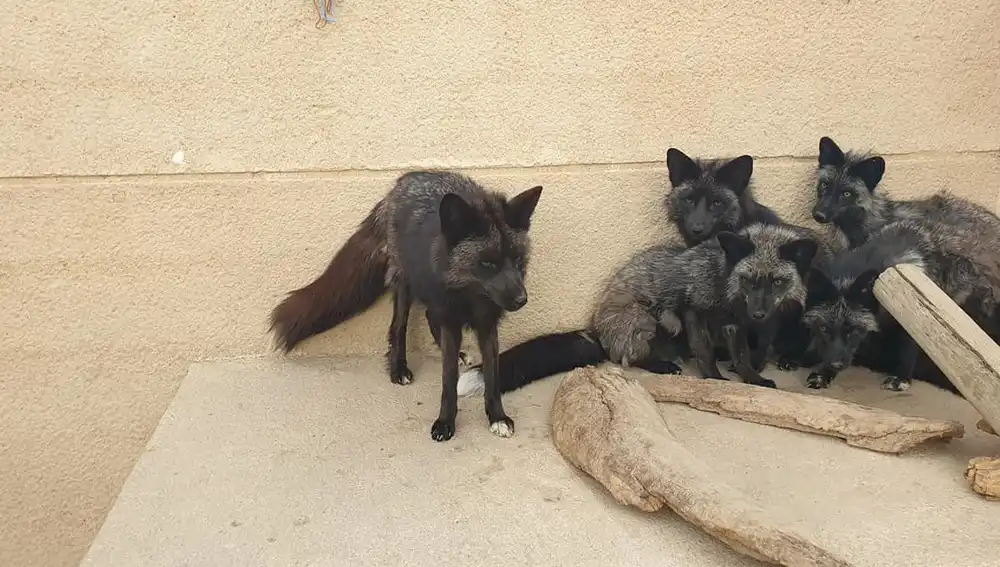 "Habitantes" de "Las Eras de las Aves"