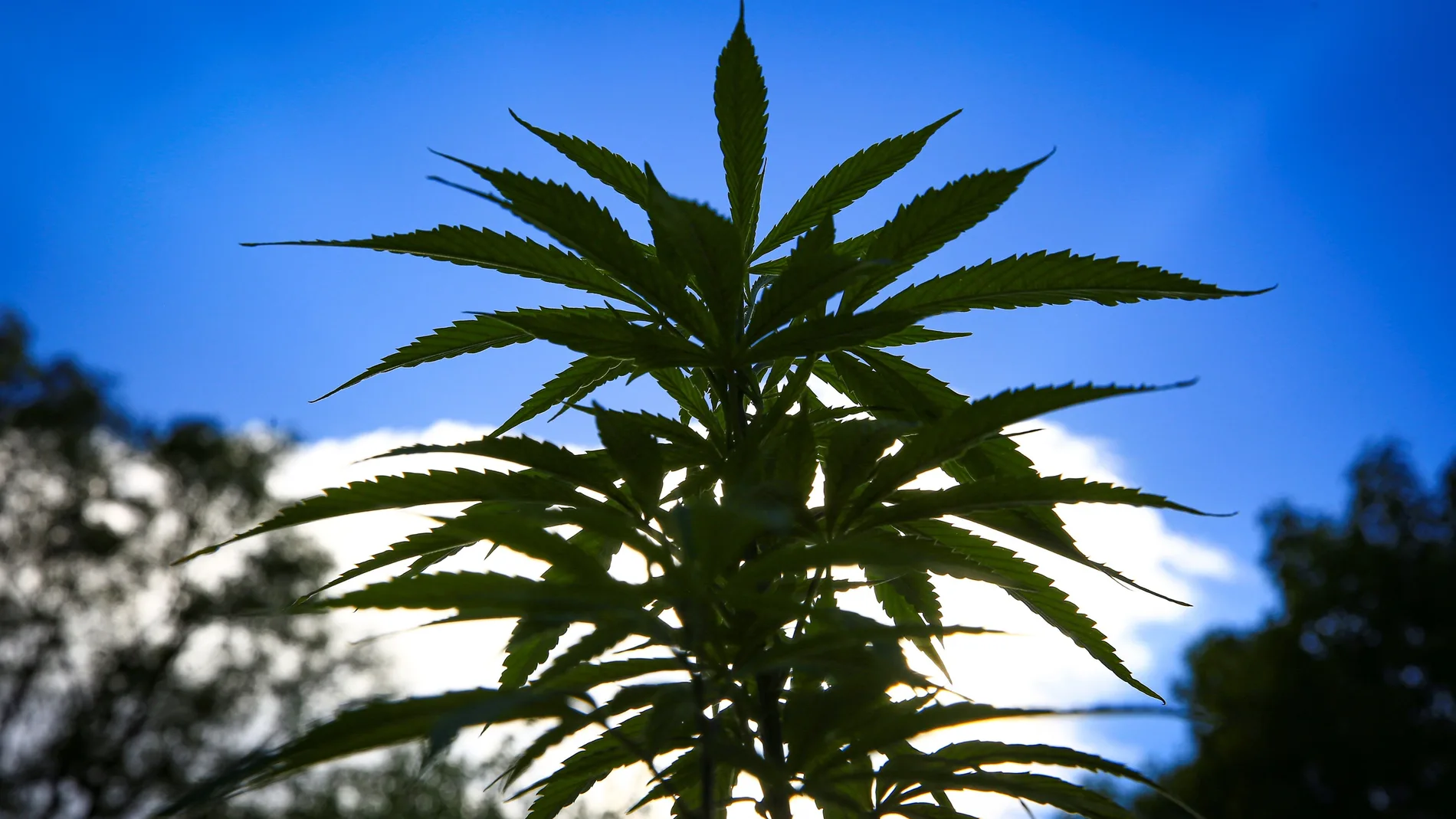 Vista de plantas de marihuana