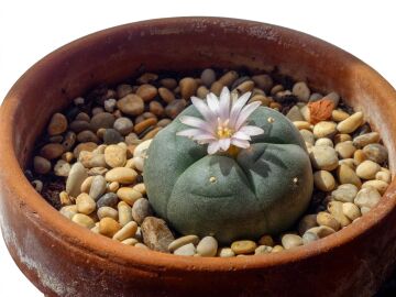 Cactus de peyote.