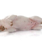 Cachorro de bull terrier duerme de lado | Fuente: Bonzami Emmanuelle
