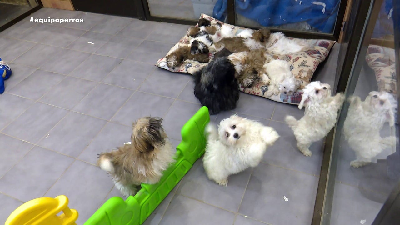 España es un país de perros... ¡Tiene ya 9,3 millones!