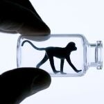 Un estudio publicado por Ipsos Lori en 2019 en Reino Unido reveló que dos tercios de los encuestados estaba preocupado por la investigación con animales, incluso si beneficia la salud humana. El 86% estaba en contra de utilizar perros y monos y un 79% dijo que no a las pruebas con cerdos