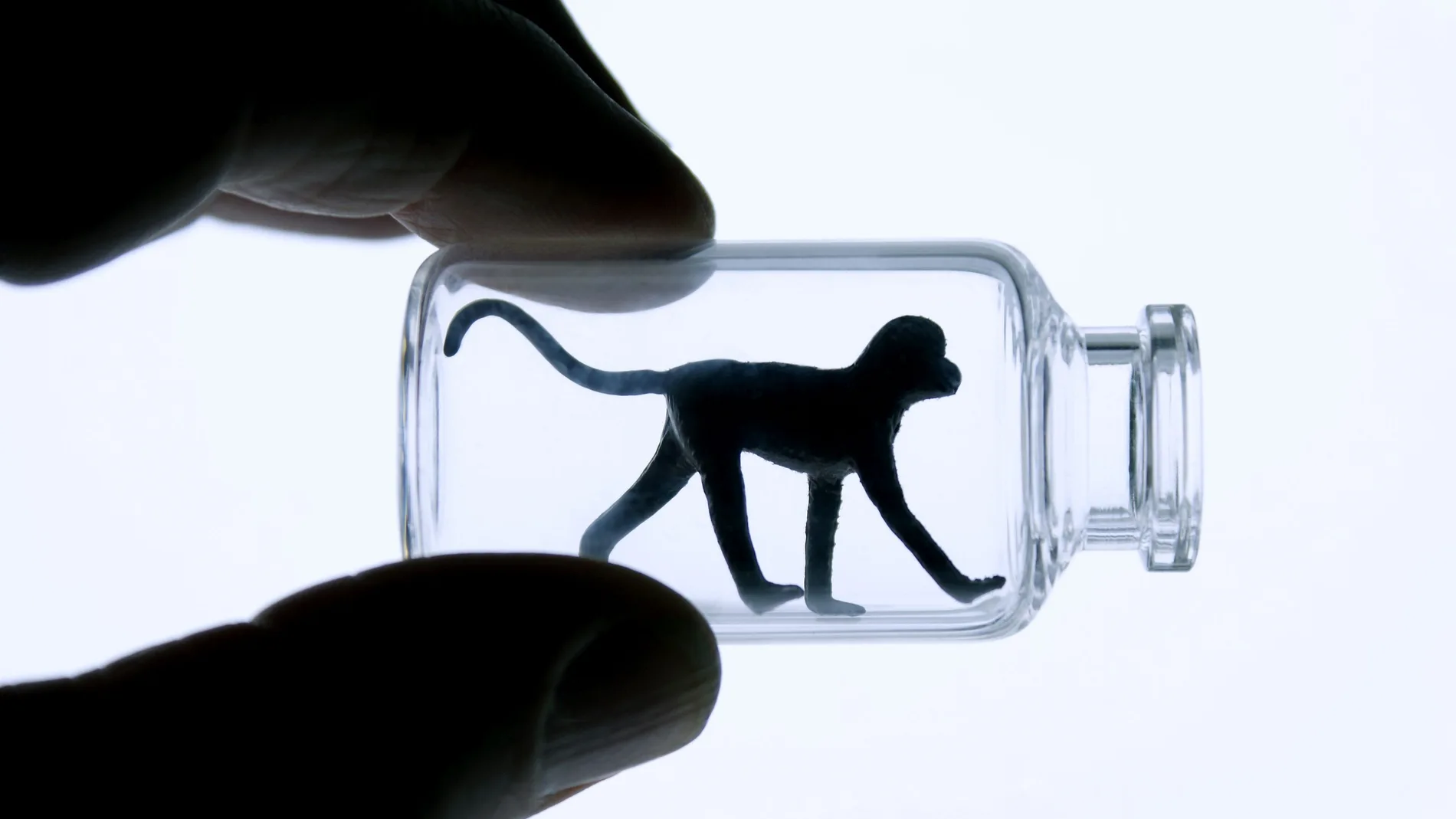 Un estudio publicado por Ipsos Lori en 2019 en Reino Unido reveló que dos tercios de los encuestados estaba preocupado por la investigación con animales, incluso si beneficia la salud humana. El 86% estaba en contra de utilizar perros y monos y un 79% dijo que no a las pruebas con cerdos