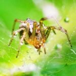 Al ir al hospital, los médicos le dijeron que tenían que operar porque esa picadura había sido de una araña venenosa. EFE