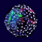 Cultivan "embriones quimera" con células humanas 