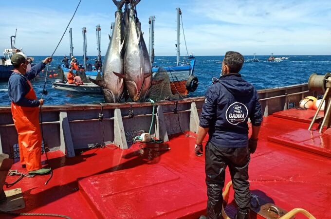 Suenan cantos de atunes rojos en el litoral gaditano 