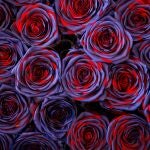 Actividad en el Mercado de la Flor y planta Ornamental de Vilassar de Dalt, el principal mayorista profesional del sector del país, que prepara los últimos pedidos de rosas que se venderán en la Diada de Sant Jordi. EFE/ Enric Fontcuberta.