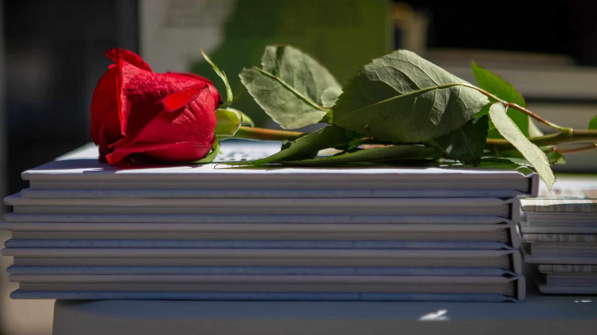 Detalle de una rosa sobre los libros de una de las paradas de las Ramblas de Barcelona este viernes, cuando Cataluña celebra una esperada "diada" de Sant Jordi que por primera vez desde hace 2 años tendrá puntos de venta de libros y rosas en las calles. EFE/Enric Fontcuberta