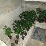 Algunas de las plantas de marihuana localizadas por los Mossos d'Esquadra, la Guardia Civil y la Policía Nacional durante el operativo 'Delos'.MOSSOS D'ESQUADRA