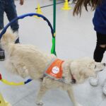 Una de las niñas tuteladas que participa en el programa trabaja con Solet en la actividad que se conoce como Agility