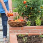 Una mujer recoge especias y verduras en su huerto | Fuente: Dreamstime
