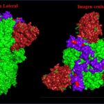 Estructura en 3D de la proteína «S». En rojo, los lugares en donde la variante india ha introducido cambios respecto al virus original: la E484Q y la L452R
