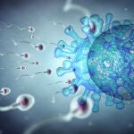 La Covid-19 puede afectar temporalmente a la fertilidad