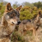 Ejemplar de Lobo Ibérico.