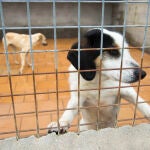 CENTRO DE COAGIDA CANINA EN EL ESPINAR SEGOVIA. @ JESUS G. FERIA. 13-03-2017.