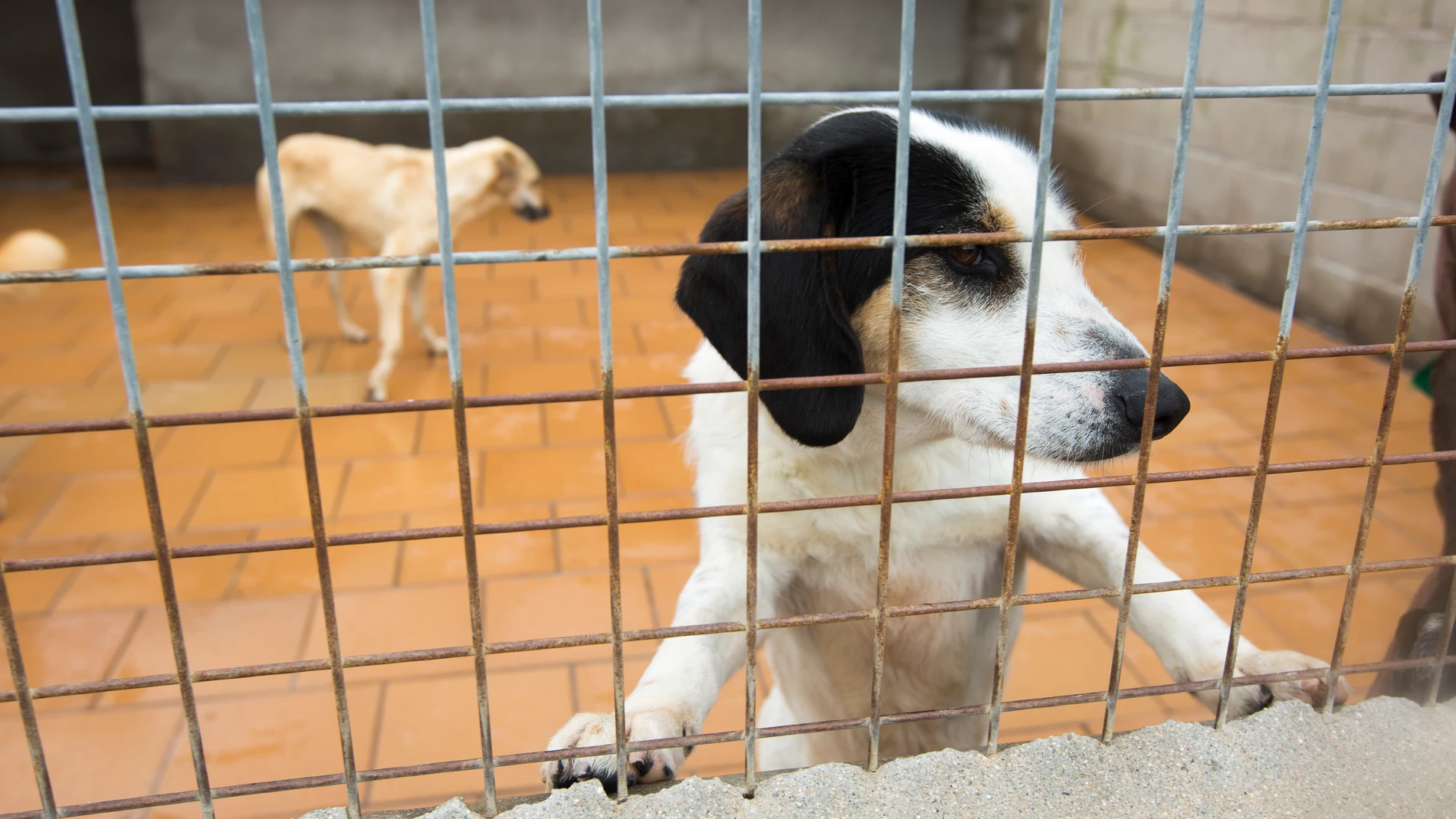 CENTRO DE COAGIDA CANINA EN EL ESPINAR SEGOVIA. @ JESUS G. FERIA. 13-03-2017.
