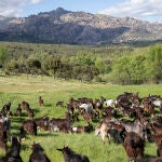 Piden ayudas para fomentar ganado extensivo como prevención de incendios
