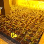 La Guardia Civil incauta 2.054 plantas de Cannabis sativa