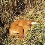 Perro salvado por la Policía de Fuenlabrada