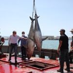 Bendodo en un barco almadrabero con dos atunes recién capturados