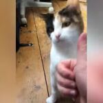 Kafka, la gata sorda que ha aprendido lenguaje de signos