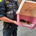 Imagen de un agente de la Guardia Urbana con algunos de los animales intervenidos en BarcelonaAYUNTAMIENTO DE BARCELONA