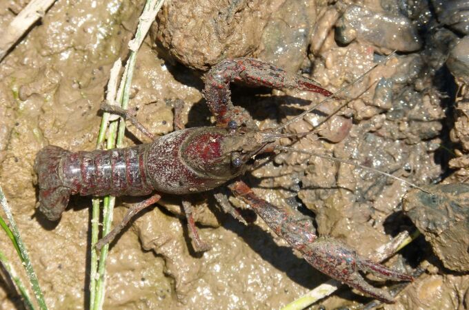 Cangrejo de río americano.