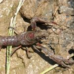 Cangrejo de río americano.