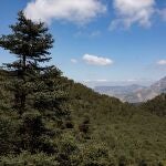 Vista de una de las áreas del recién declarado Parque Nacional Sierra de las Nieves en Yunquera, Málaga
