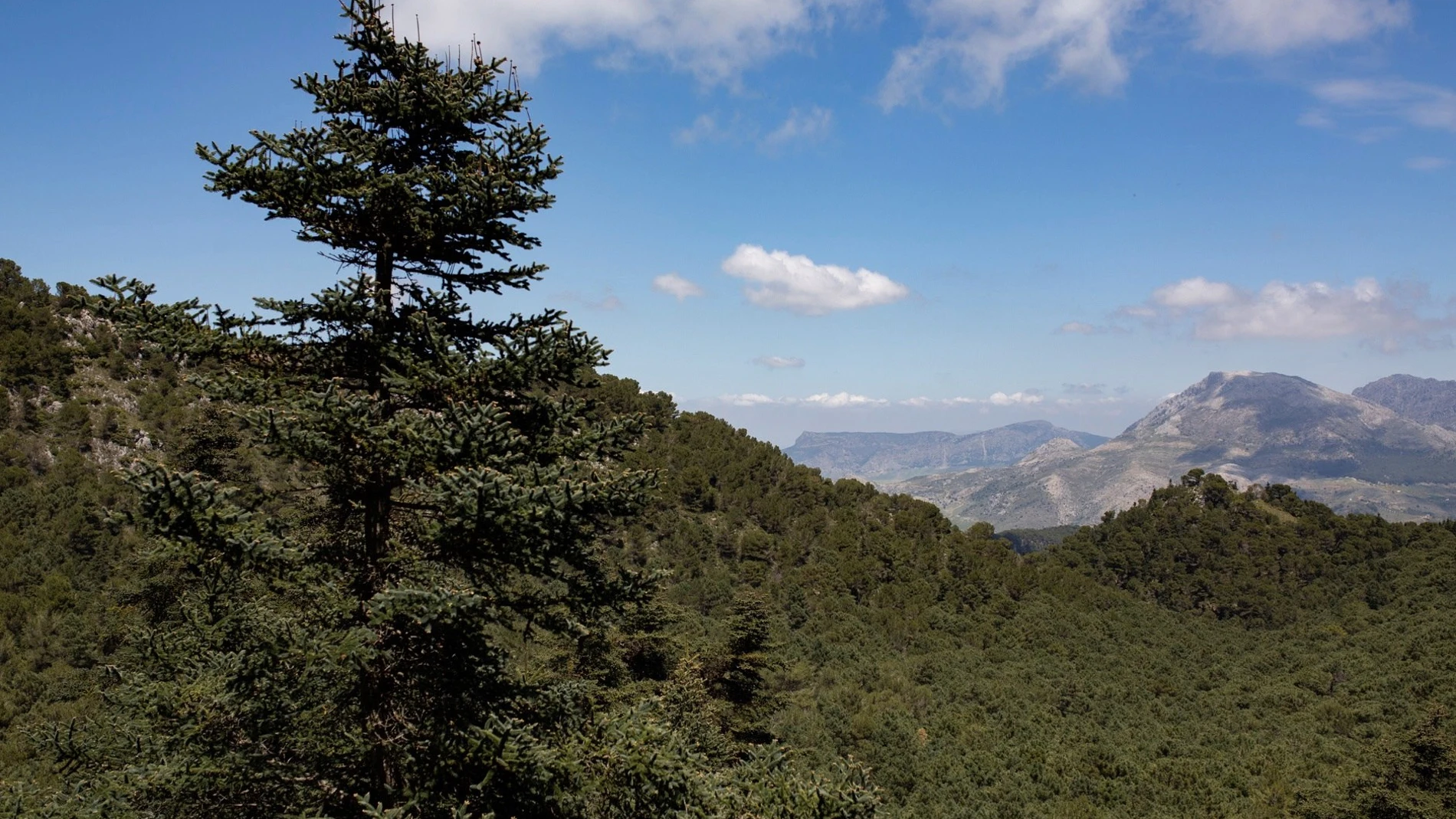 Vista de una de las áreas del recién declarado Parque Nacional Sierra de las Nieves en Yunquera, Málaga