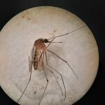 Ejemplar de Culex pipiens, una de las especies transmisoras del virus del Nilo