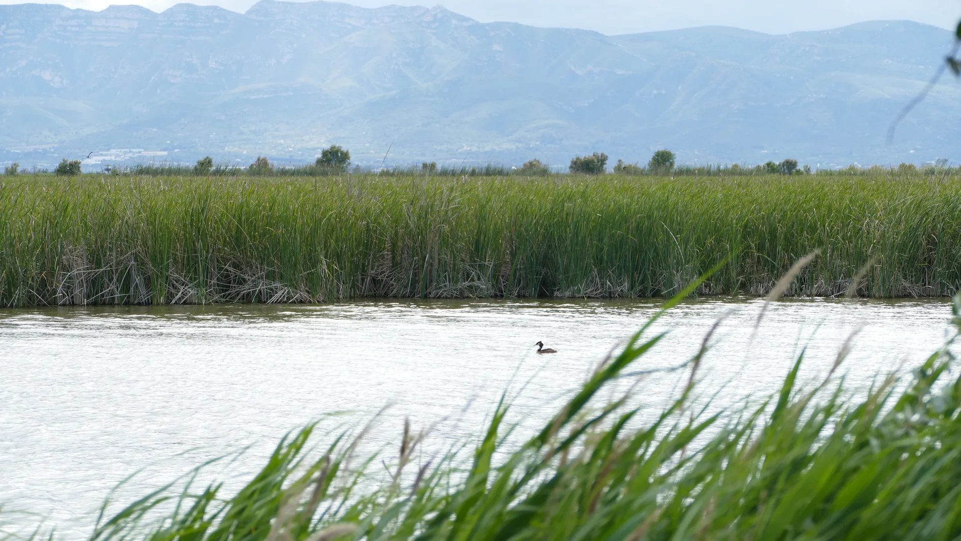 Humedales Delta del Ebro (Oliver Hernández)