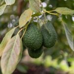 Aguacates en el árbol. MERCADONA (Foto de ARCHIVO)