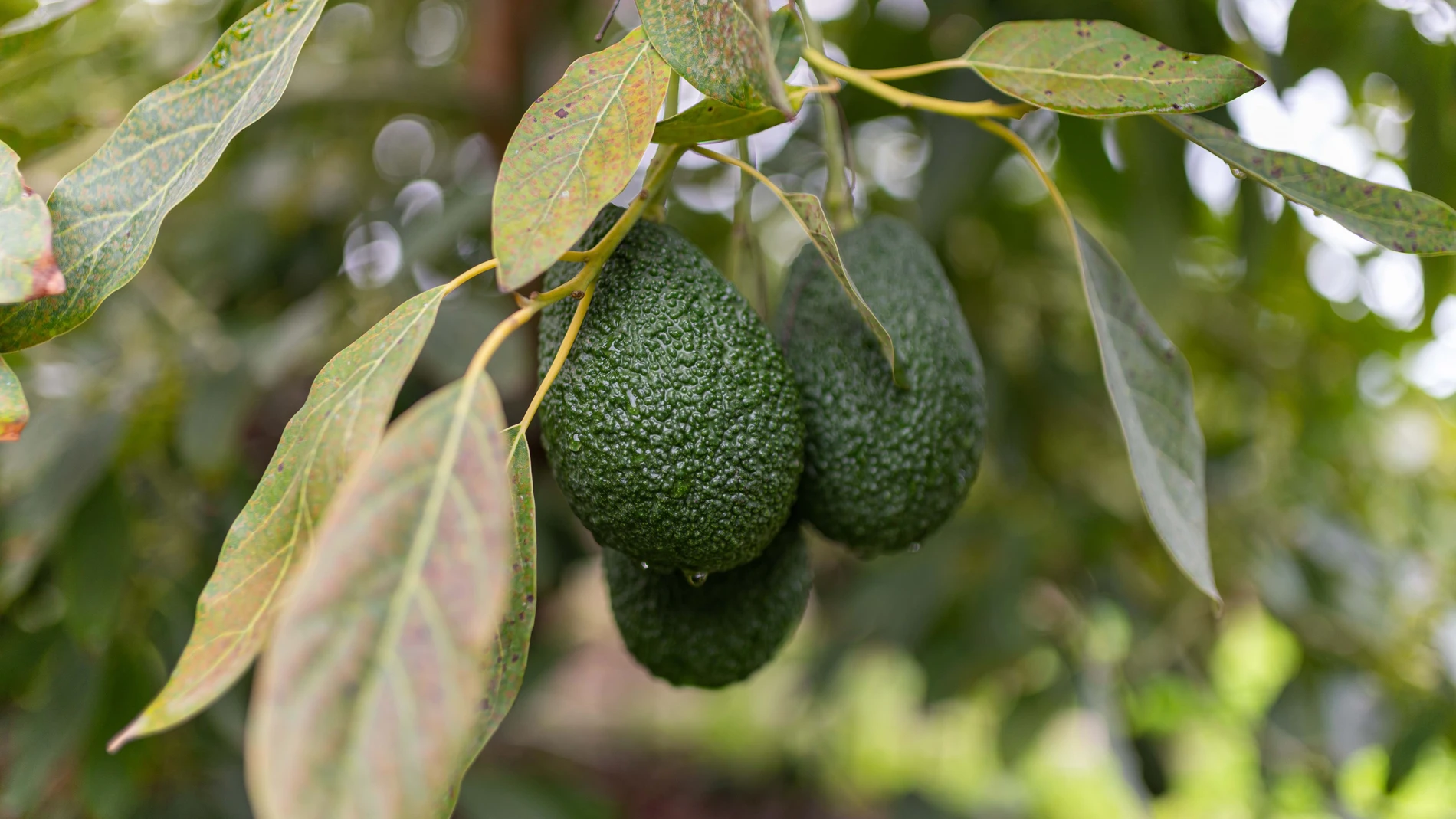 Aguacates en el árbol. MERCADONA (Foto de ARCHIVO)