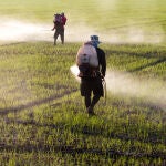 Glifosato, el herbicida más usado y polémico del mundo.