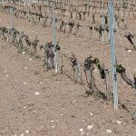 Viñedos destrizados por el granizo en Piñel de Abajo (Valladolid)