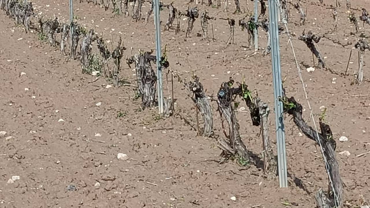 Agroseguro paga 2,4 millones de euros a viticultores de Castilla y León por el granizo