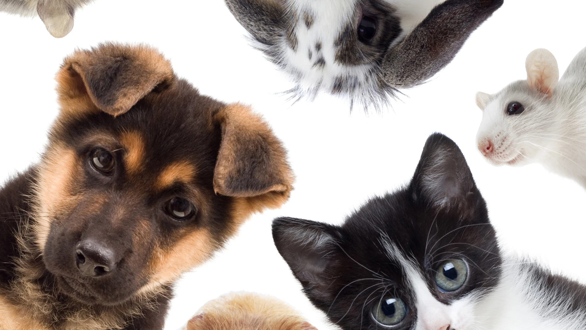 En 2013 el catálogo de Especies Exóticas Invasoras ya especificaba ciertas especies prohibidas, sin embargo, gracias a la nueva ley, el rango de especies se ha ampliado.