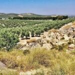 Un vecino de Estepa (Sevilla) se&ntilde;alando el lugar junto al arroyo que discurre por un olivar donde fue encontrada una de las tres bolsas con los restos de la joven