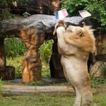 El león Boy elige el trozo de carne colgado de la bandera de Francia e ignora la de Alemania.
