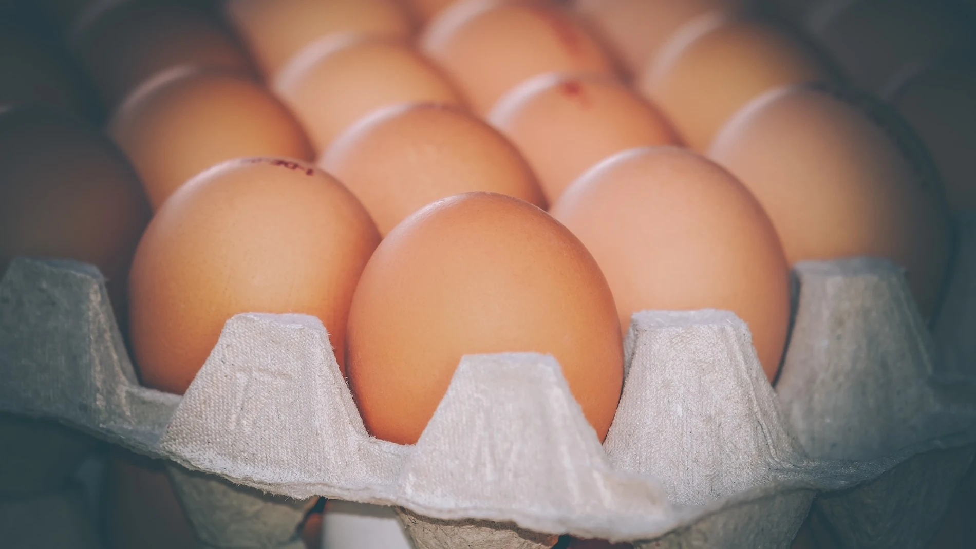 Huevos de gallina