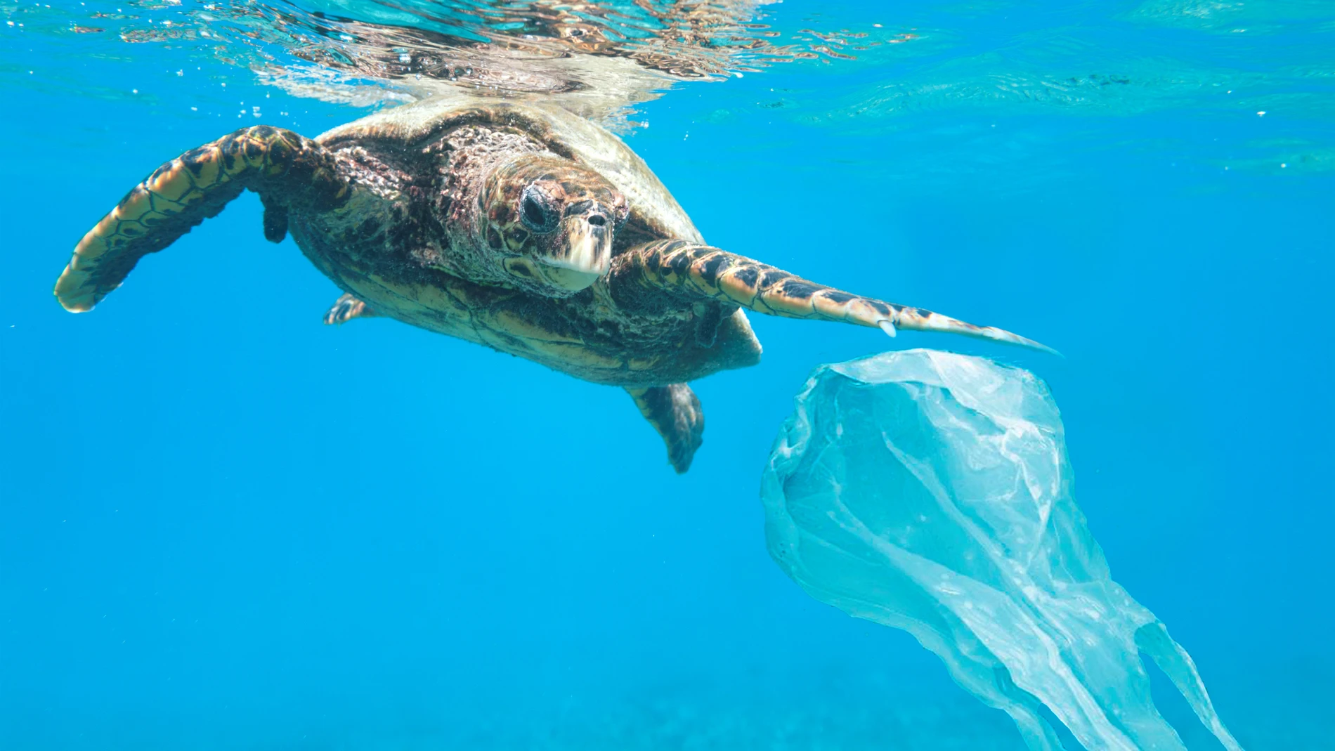 Las tortugas marinas que habitan el Mediterráneo son una de las grandes víctimas de la basura marina que generamos los humanos.