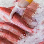 Pescado en una pescaderia