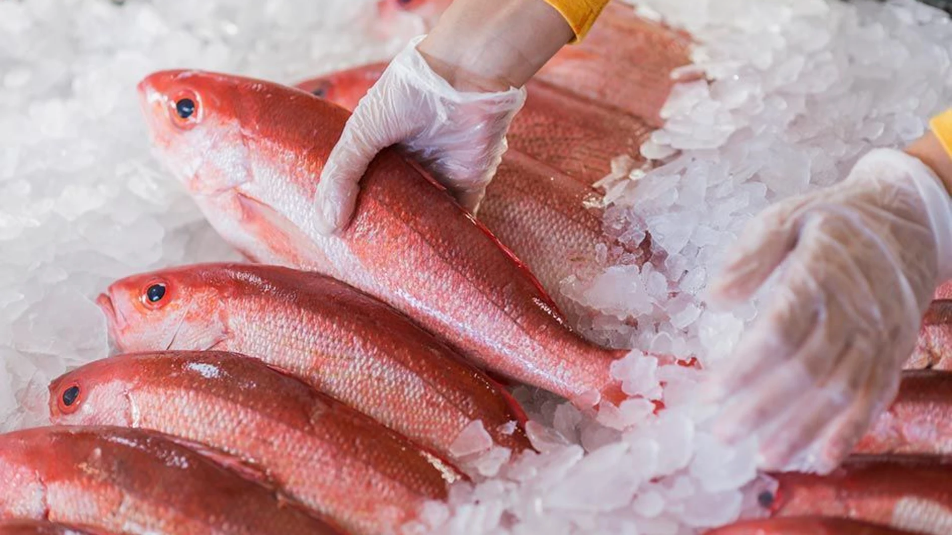 Pescado en una pescaderia