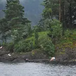 Armado con una pistola y un rifle y vestido de policía, Breivik siguió disparando contra los jóvenes noruegos que intentaban huir de la isla a nado. Mató a 69 personas en Utoya e hirió a más de un centenar