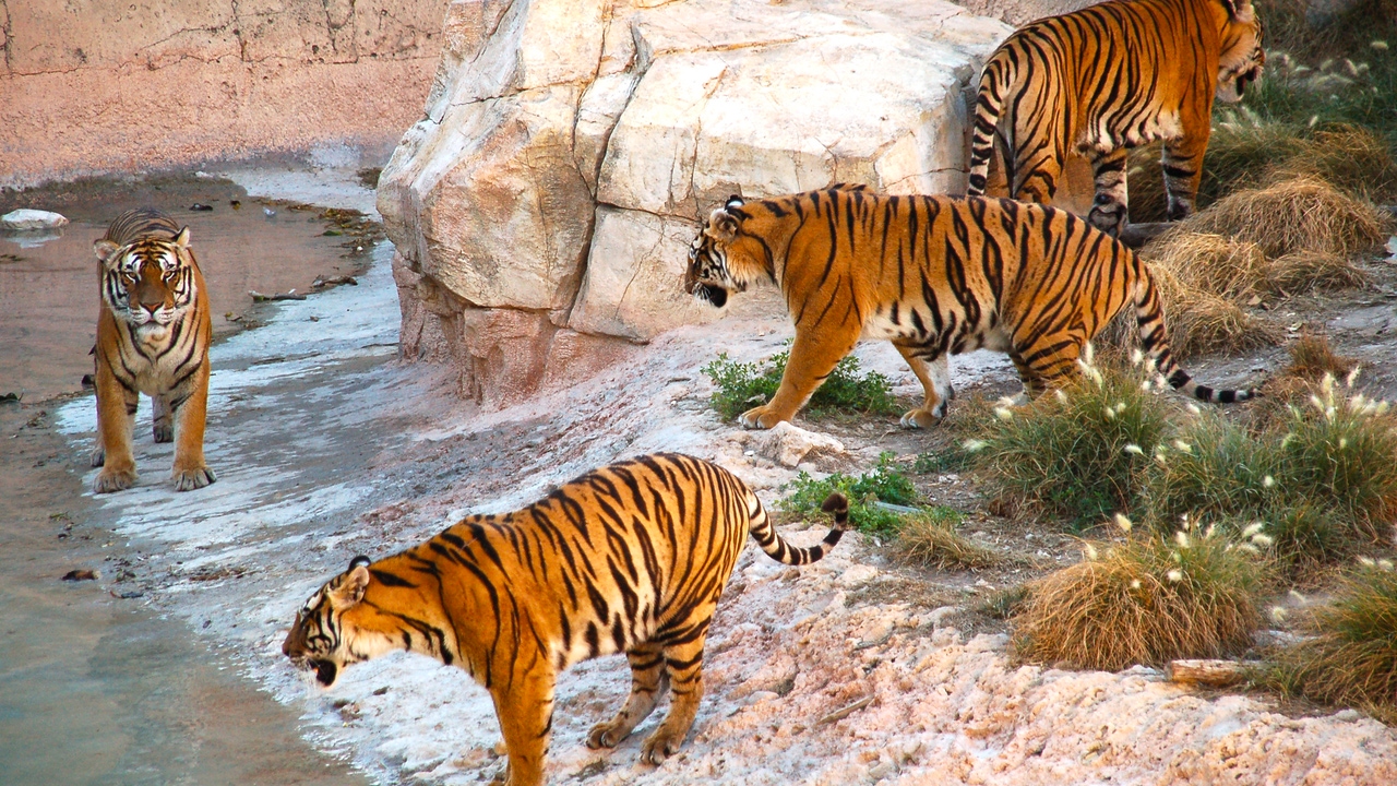 ¿Por qué los vídeos de animales salvajes hechos con IA son una amenaza para su conservación?